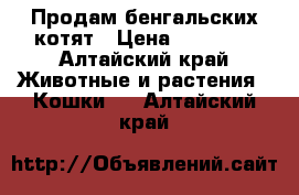 Продам бенгальских котят › Цена ­ 10 000 - Алтайский край Животные и растения » Кошки   . Алтайский край